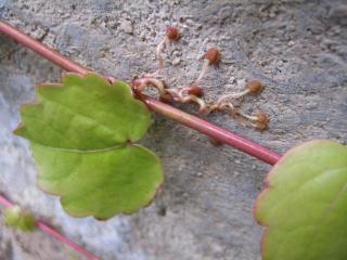 IMG_4699_convert_20121123232204.jpg