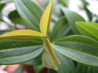 IMG_5450_convert_20130218134850.jpg