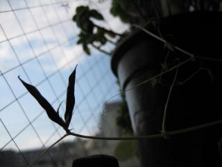 IMG_6382_convert_20130426204951.jpg