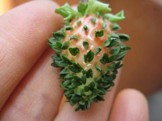 IMG_6538_convert_20130514142055.jpg