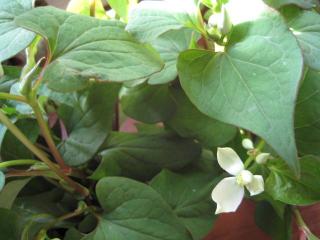 IMG_6566_convert_20130520175727.jpg
