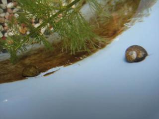 IMG_6591_convert_20130522202549.jpg