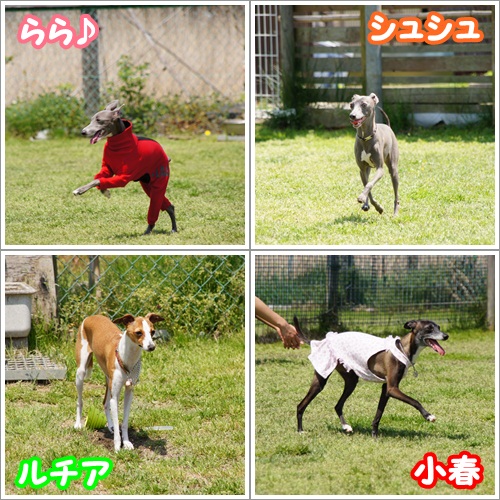 ペガサス (2)