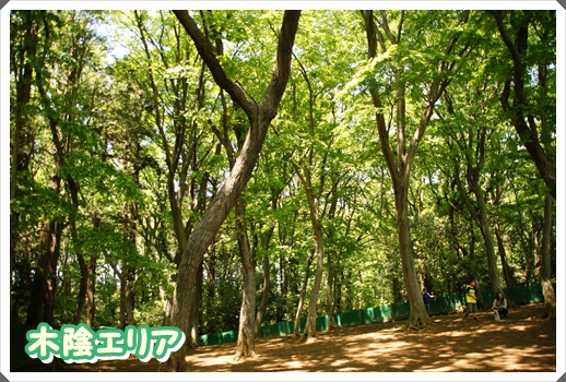 ドッグラン松戸 (9)