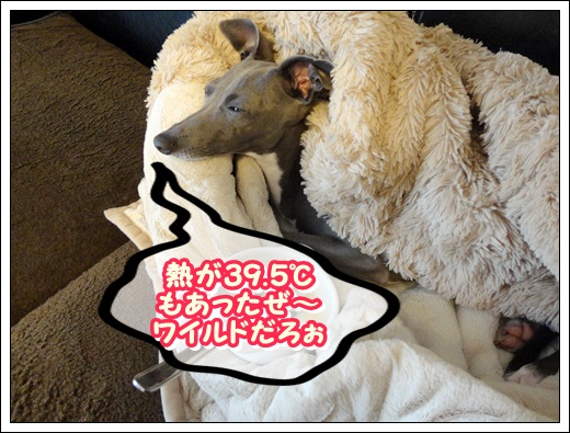ペネロピ大ピンチ (6)