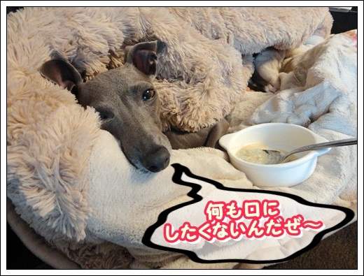 ペネロピ大ピンチ (8)