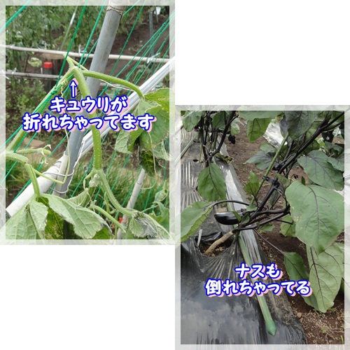 台風にやられた~ (6)