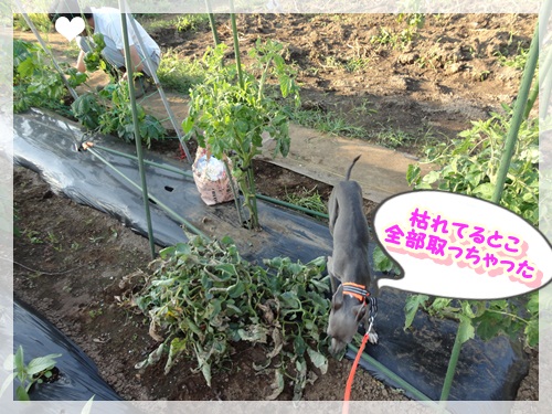 じゃがいも丸かじり (4)