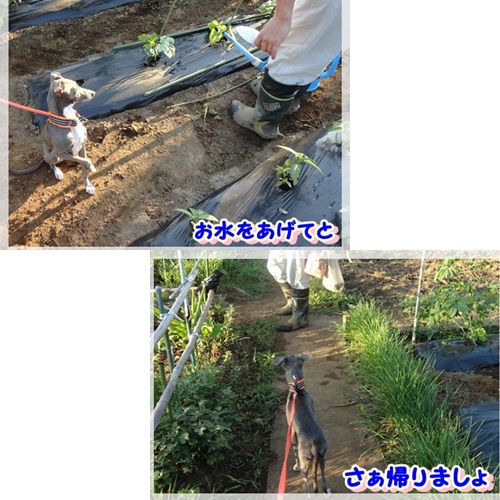 じゃがいも丸かじり (9)