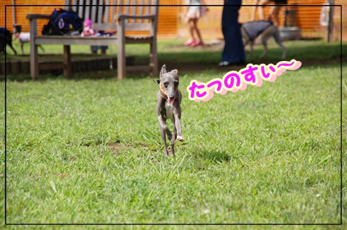 道満ドッグラン (3)