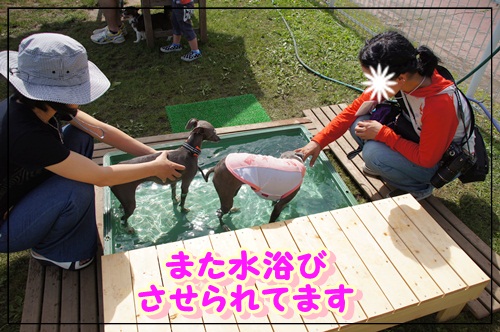 道満ドッグラン (10)