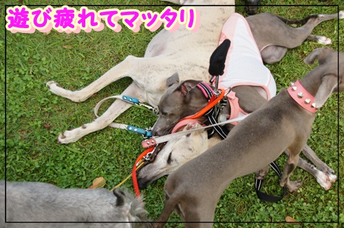 道満ドッグラン (12)