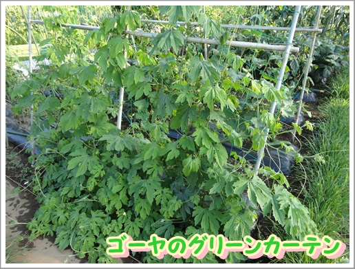 キュウリうまうま (1)