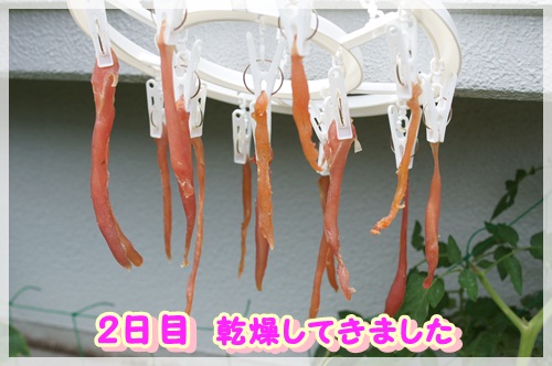 ささみじゃーきー (5)