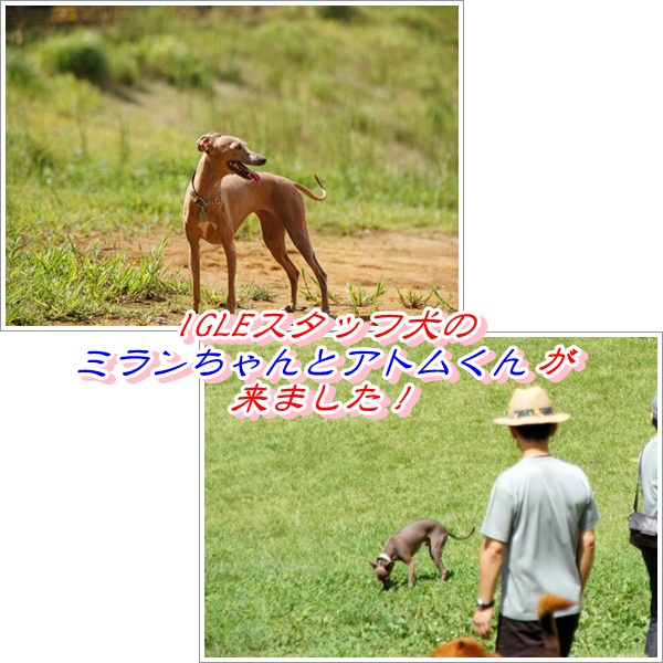 ポティロン (5)