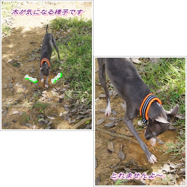 ポティロン (3)