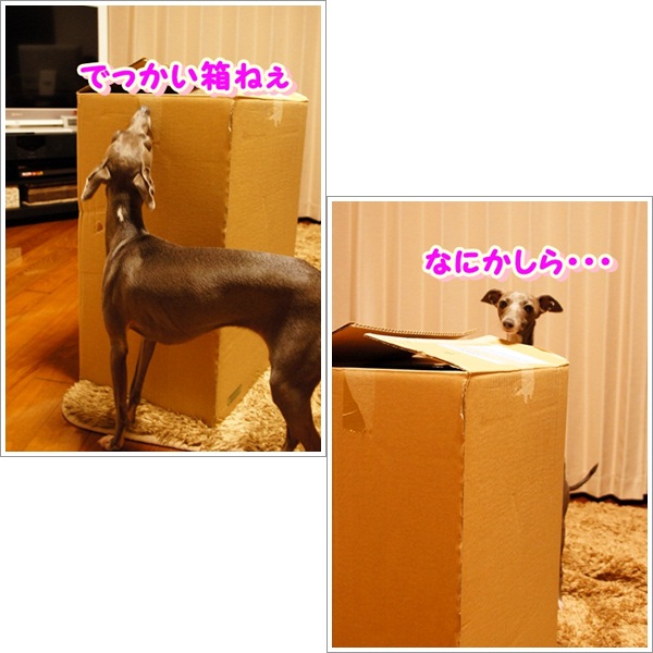 買いすぎじゃん? (1)