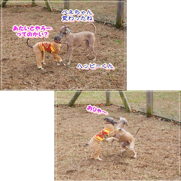 寒くても平気! (4)