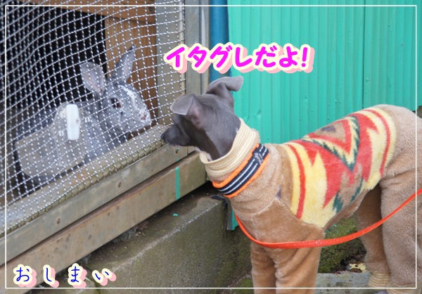 うさーぎ (5)