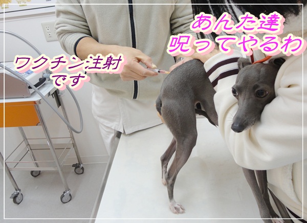 ワクチン接種 (1)