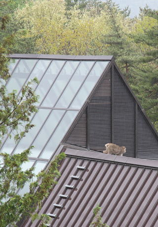 お猿