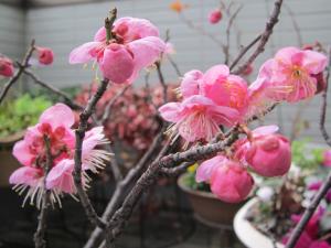 梅花20130218