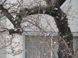 小学校の桜2013