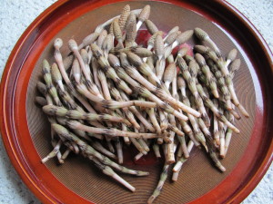 土筆1