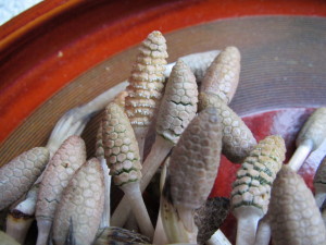 土筆2