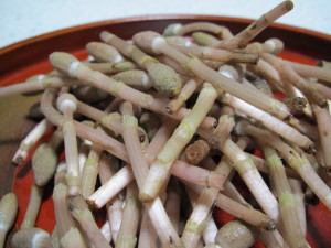 土筆4