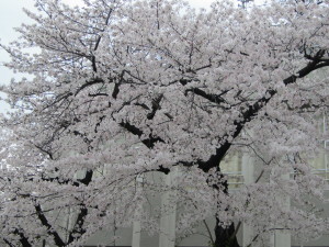 桜20130331