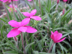 芝桜1