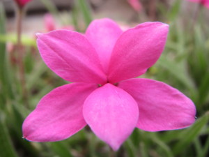 芝桜2