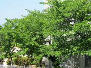 桜若葉20130508