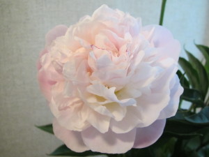 芍薬