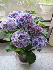 紫陽花1