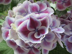 紫陽花2