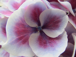 紫陽花3