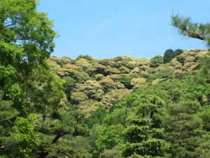 京都201305172