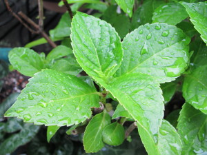 紫陽花20130519