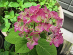 紫陽花201305311