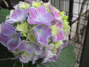 紫陽花201305312
