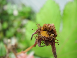 201306022