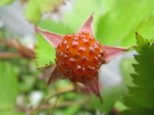 201306023