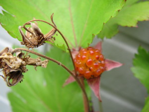 201306024