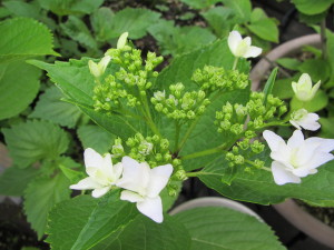 201306042