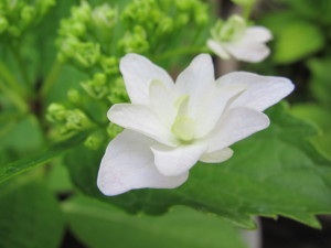 201306043