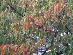 桜紅葉20121101