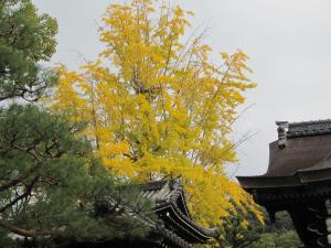 東大谷銀杏