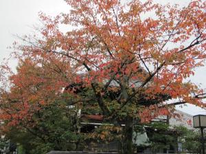 東山紅葉1
